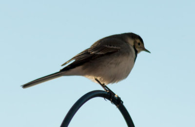 Piedwagtail