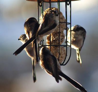 Longtailed Tit group