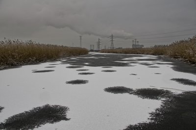 frozen wetlands