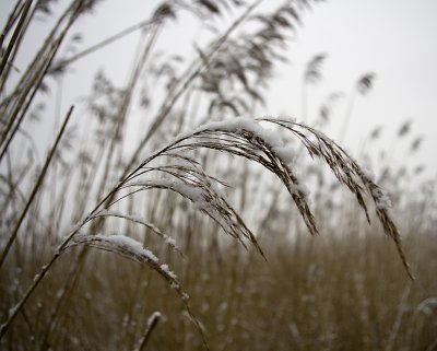 frozen reed