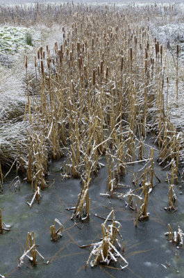 reeds in winter