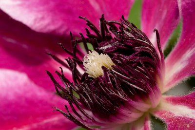 Heart of the Clematis