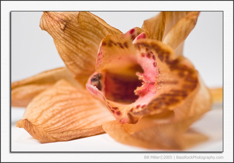 Dying orchid