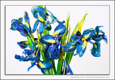Wilting Irises