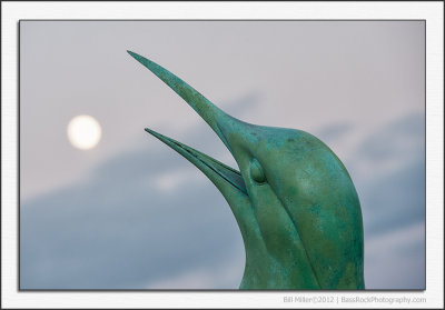 The Bird and the Moon