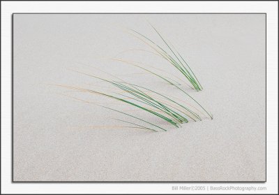 Dune grass