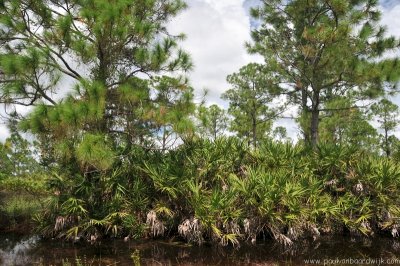VS08 (013) Everglades