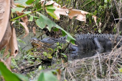 VS08 (018) Everglades