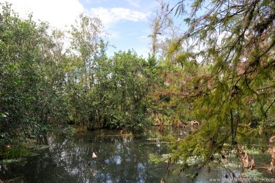 VS08 (019) Everglades
