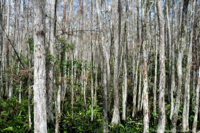 VS08 (021) Everglades