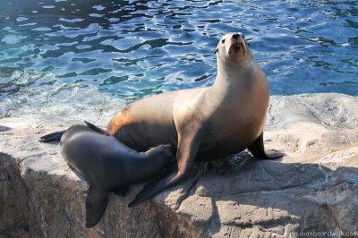 VS08 (054) Seaworld