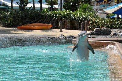 VS08 (069) Seaworld