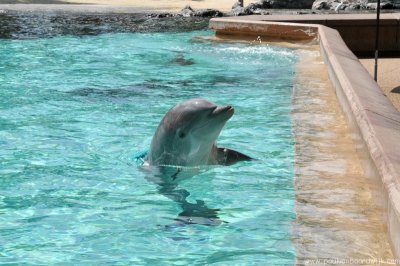 VS08 (070) Seaworld