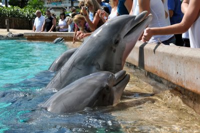 VS08 (073) Seaworld