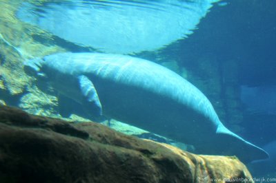 VS08 (075) Seaworld