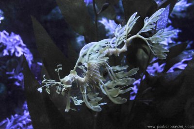 VS08 (079) Seaworld
