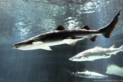 VS08 (083) Seaworld