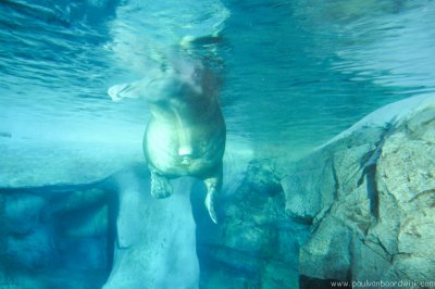 VS08 (085) Seaworld