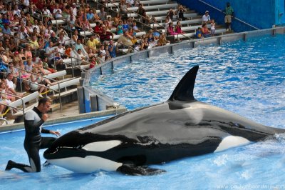 VS08 (089) Seaworld