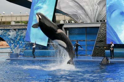 VS08 (093) Seaworld