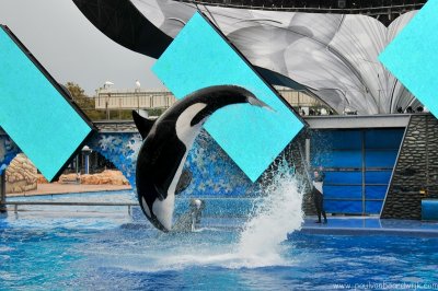 VS08 (094) Seaworld