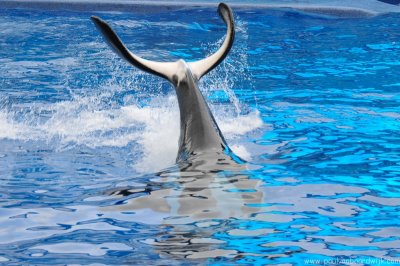 VS08 (099) Seaworld
