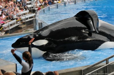 VS08 (102) Seaworld