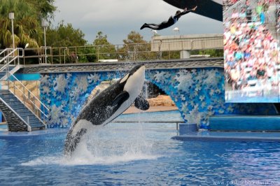 VS08 (104) Seaworld