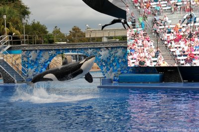 VS08 (105) Seaworld