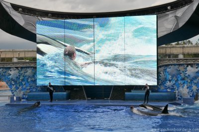 VS08 (106) Seaworld