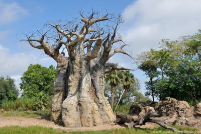 VS08 (125) Animal Kingdom