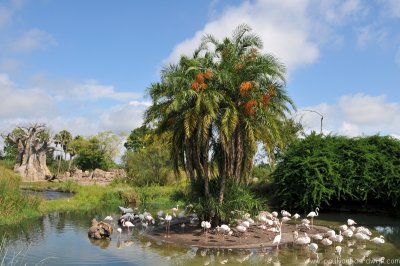 VS08 (128) Animal Kingdom