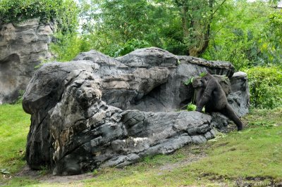 VS08 (135) Animal Kingdom