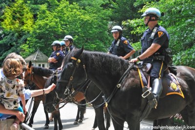 New York City (146) Policehorses