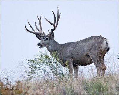  Mule Deer