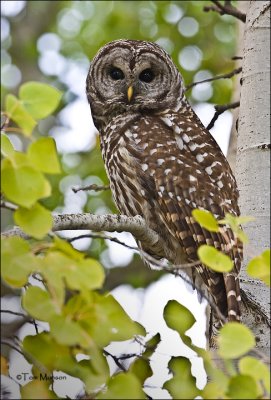  Barred Owl