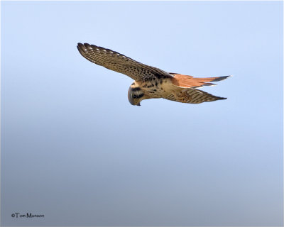  American Kestrel