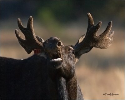  Moose  (bull)