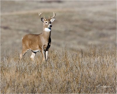  White tailed Deer