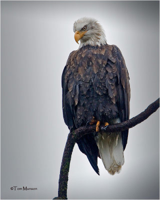  Bald Eagle