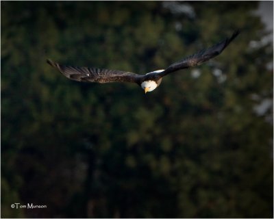  Bald Eagle