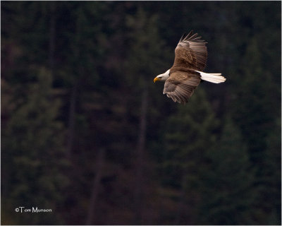  Bald Eagle