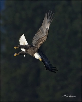  Bald Eagle