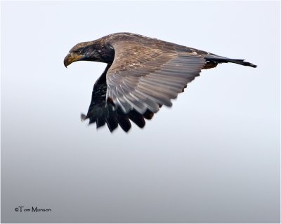  Bald Eagle  (immature)