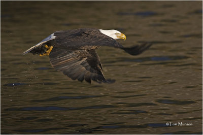  Bald Eagle