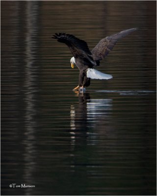  Bald Eagle