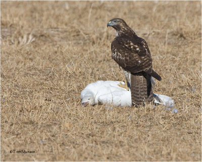  Red-tailed Hawk / Snow Goose