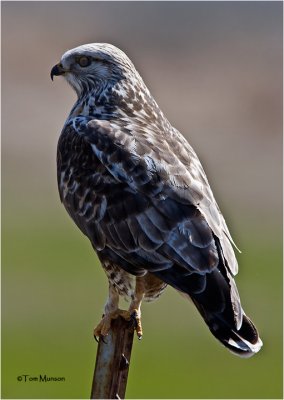  Rough-legged Hawk  (backlit)