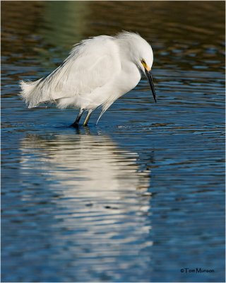  Snowy Egret