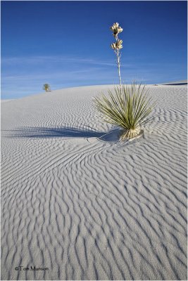  White Sands National Monument